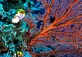 Gorgonian fan coral