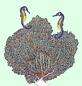 Sea fan and seahorses,X-ray