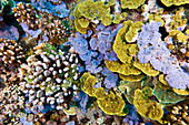 Coral reef community