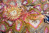 Aggregating anemone