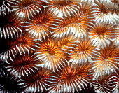 Star coral skeleton