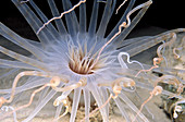 Brown banded anemone