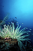Giant Caribbean sea anemone