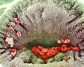 Coloured SEM of schistosome fluke's mouth
