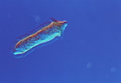 Schistosome larva