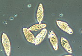 Schistosome eggs