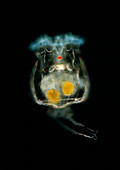 Light micrograph of a common rotifer Brachionus sp