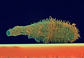 Gastrotrich worm,SEM