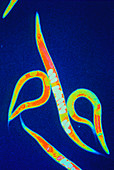 False-colour micrograph of Caenorhabditis elegans