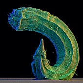 Coloured SEM of marine nematode worm,Draconema