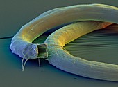 Colour SEM of open-mouthed Enoplid nematode worm