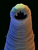 Colour SEM of the head of a hookworm,Ancylostoma