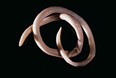 Parasitic nematode worm
