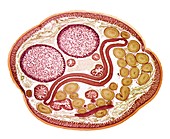 Parasitic roundworm,light micrograph