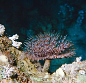 Fanworm,Sabellia sp. found in the Red Sea