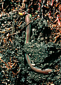 Earthworm burrowing through soil