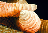 Coloured SEM of head of an earthworm