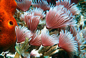 Social feather duster worm