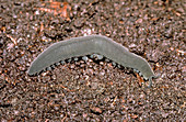 Velvet worm,Peripatopsis