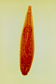LM of the proboscid leech helobdella stagnalis