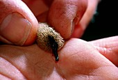 Person helps the release of leeches from a cocoon
