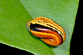 Tiger leech