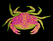 X-ray of the edible crab