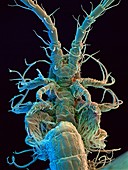 Marine crustacean,SEM