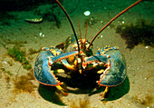 American lobster