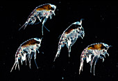 Amphipod crustaceans