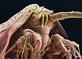 Crustacean head,SEM
