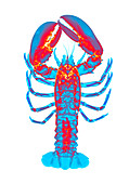 Lobster,X-ray