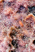 Commensal shrimp