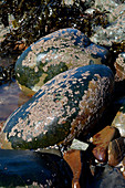 Barnacle covered boulders