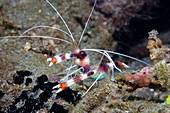 Banded coral shrimp