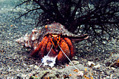 Shell-breaking hermit crab