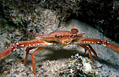 Ocellate swimming crab