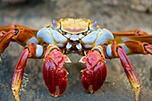 Sally lightfoot crab