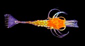 Shrimp larva,light micrograph