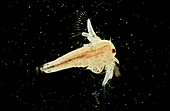 LM of brine shrimp Artemia Salina