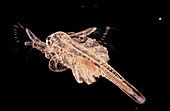 LM of brine shrimp Artemia salina