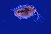 LM of water flea,Daphnia sp