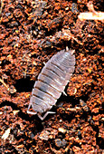 Macrophoto of a woodlouse