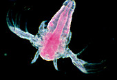 LM of the crustacean,Artemia sp