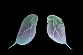 Water flea morphs,SEM