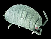 Woodlouse,SEM