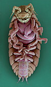 Woodlouse,SEM