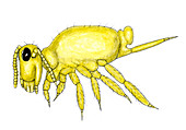 Springtail