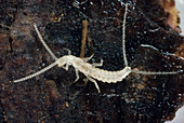 Two-tailed bristletail
