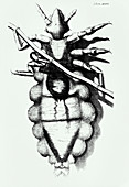 Hooke's drawing of a human louse